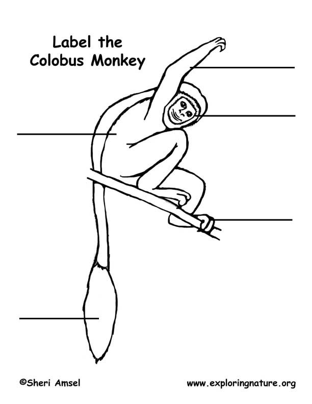 Monkey (Black and White Colobus)