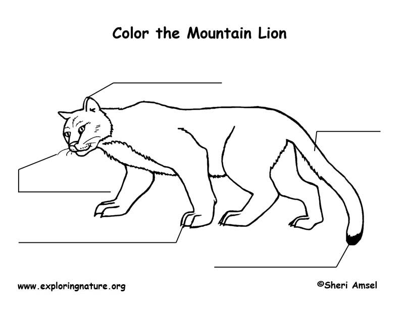 Mountain Lion  Labeling Page