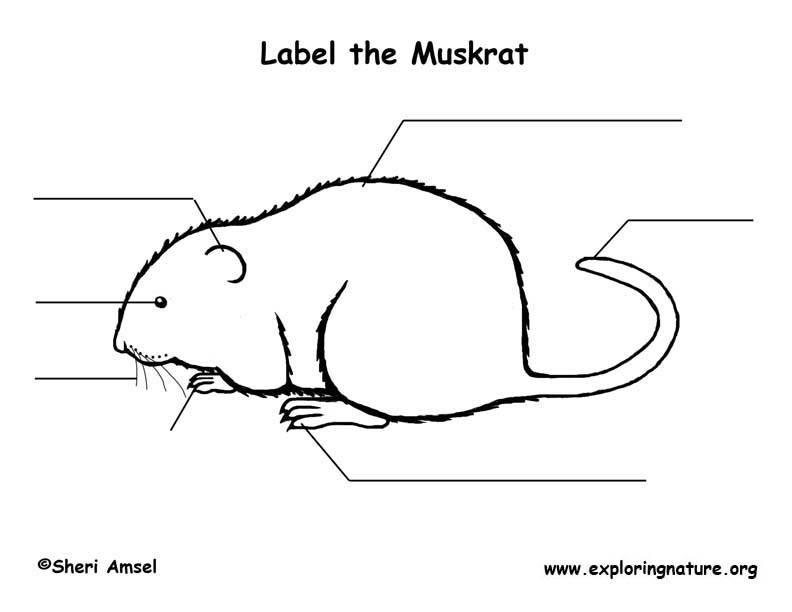 Muskrat  Labeling Page