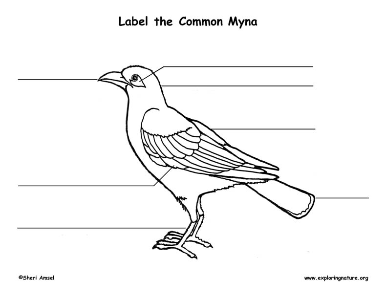 Myna Bird Labeling Page