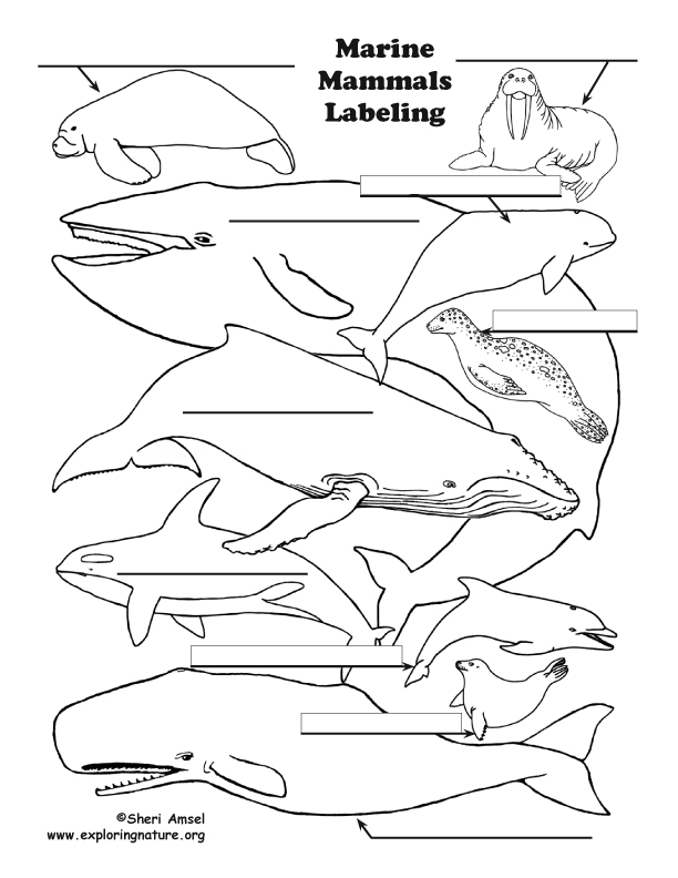 Marine Mammals Labeling