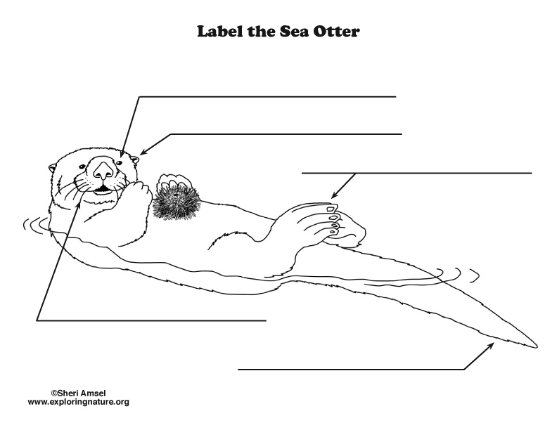 Otter (Sea) Labeling Page