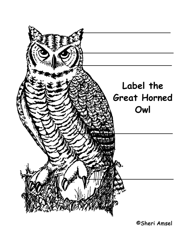 Owl (Great Horned) Labeling Page