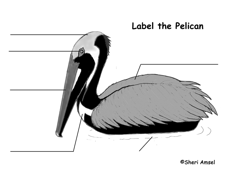 Pelican (Brown) Labeling Page