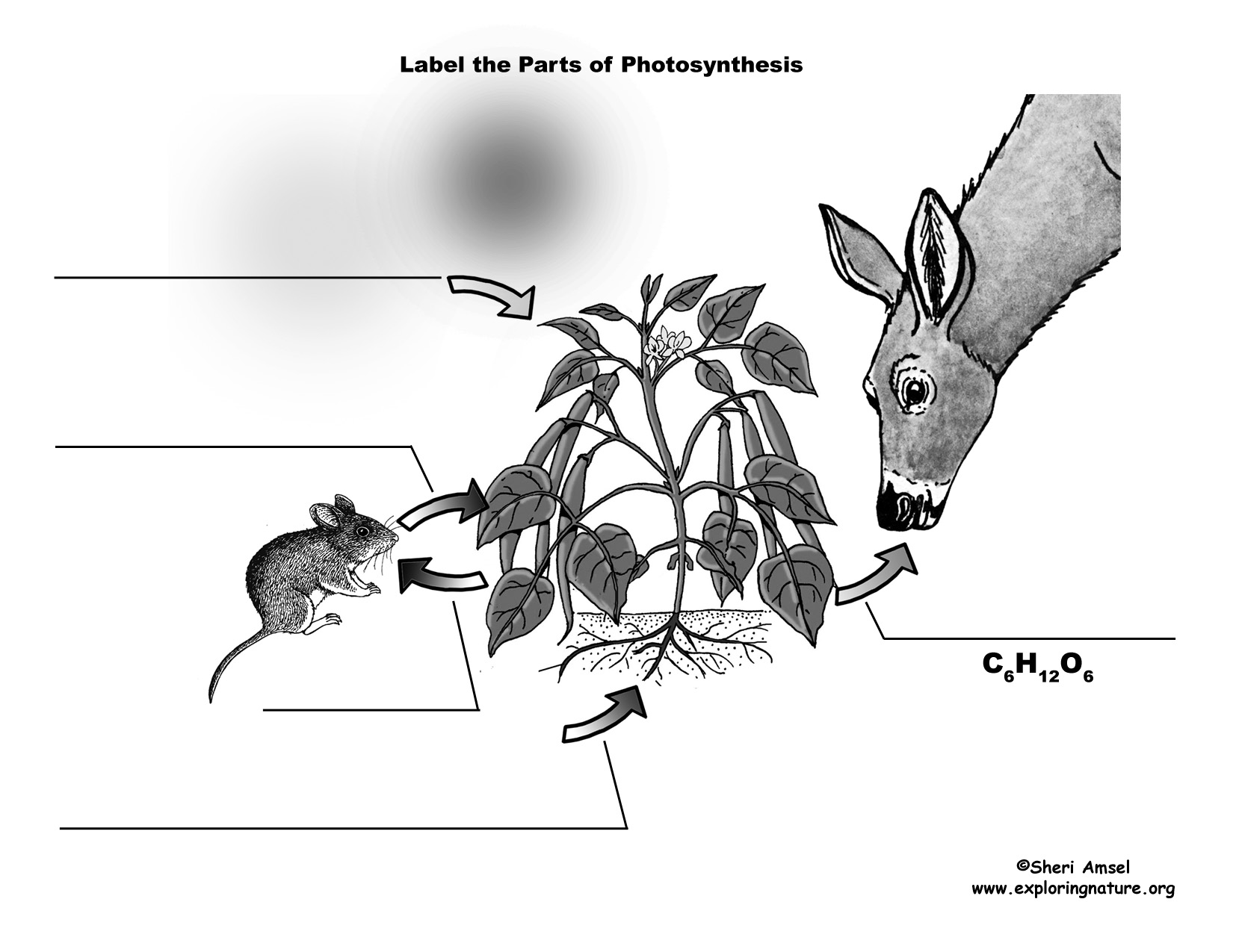 Labeling photosynthesis