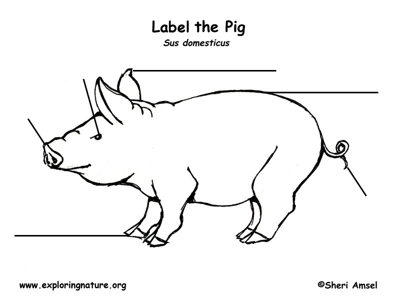 Pig Labeling Worksheet Kindergarten