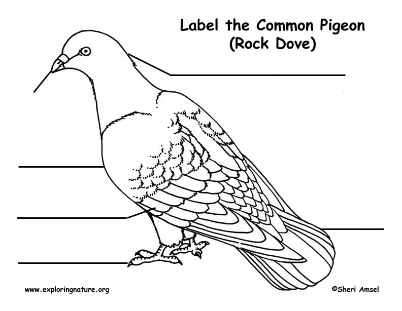 Pigeon Labeling Page