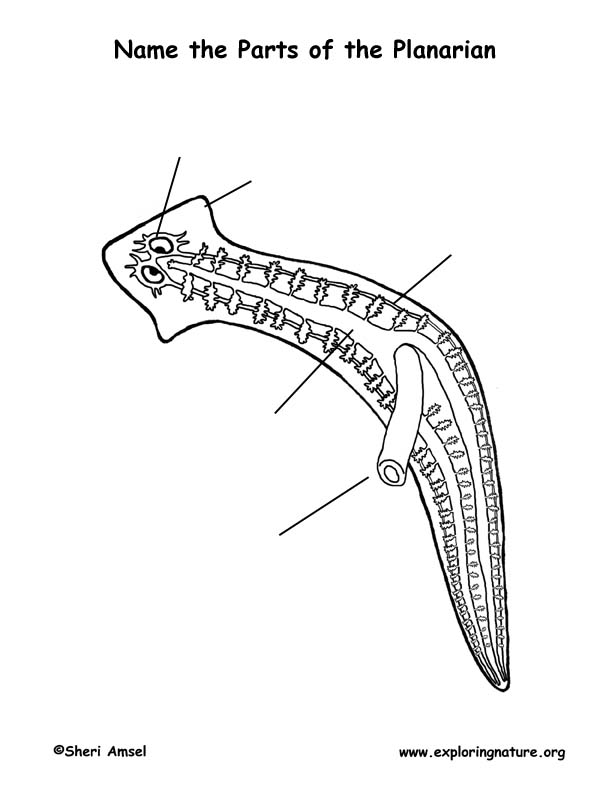 diagram of platyhelminthes planarian flatworm labeling page diagram of platyhelminthes planarian flatworm labeling page