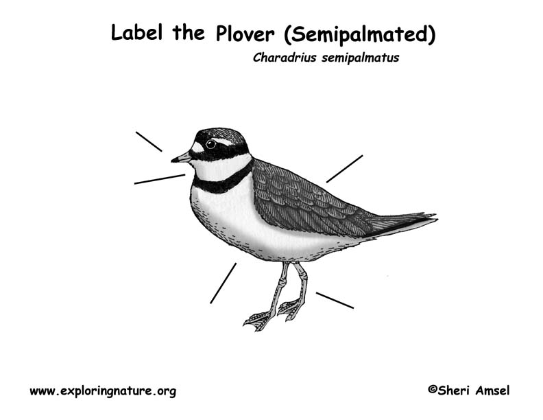 Plover (Semipalmated) Labeling Page