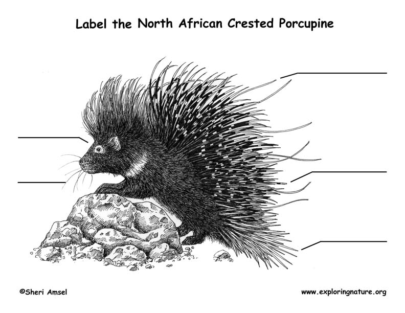 Porcupine (African Crested) Labeling Page