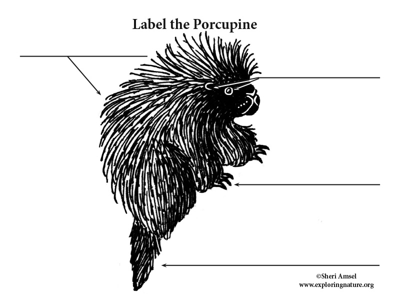 Porcupine Labeling Page