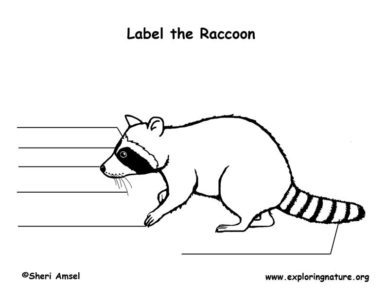 Raccoon Labeling Page