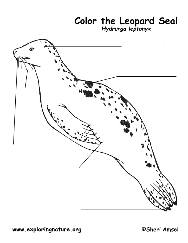 Seal (Leopard) Labeling Page