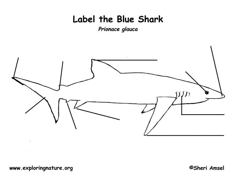 Shark (Blue) Labeling Page