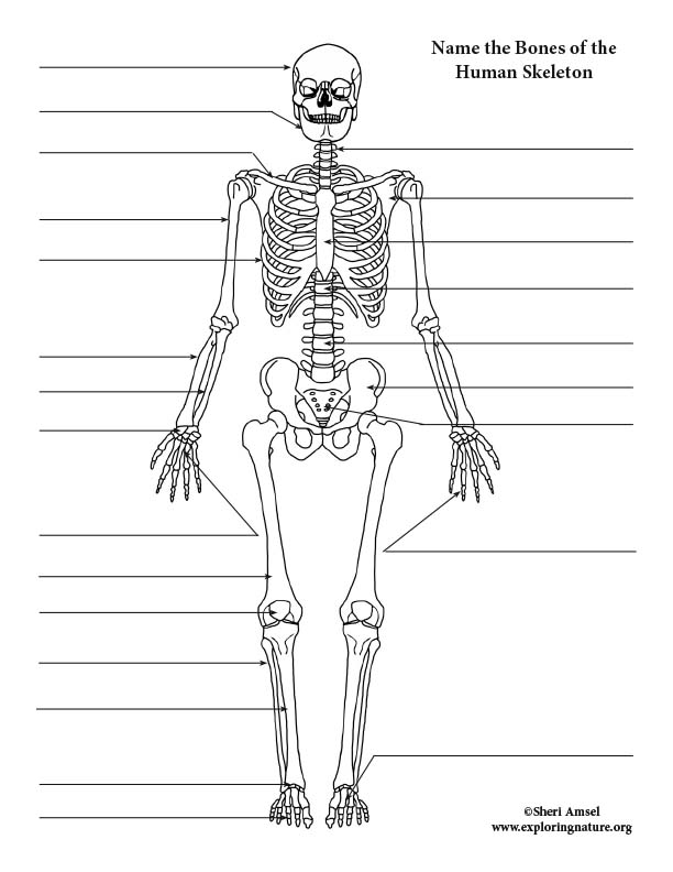 Long Bone Labeled Long Bone Label The Structure The Long Skeletal Sexiz Pix