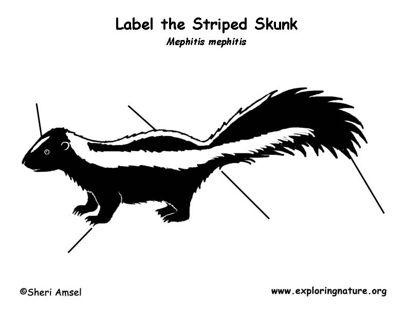 Skunk (Striped) Labeling Page