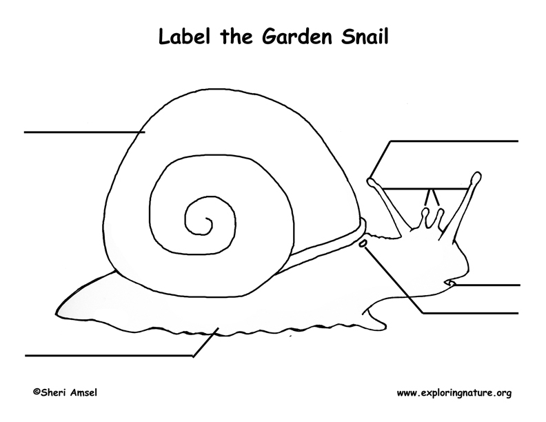 Snail Labeling Page (Younger Students)