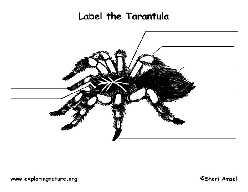 Spider (Tarantula) Labeling Page