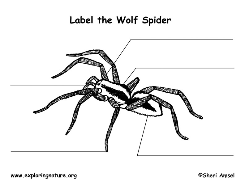 Spider (Wolf) Labeling Page