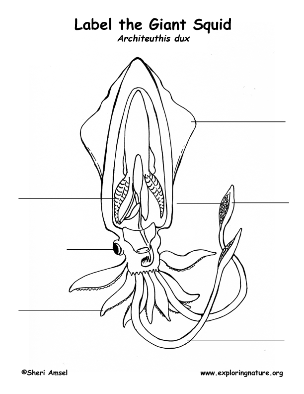 Giant Squid Labeling Page (Younger Students)