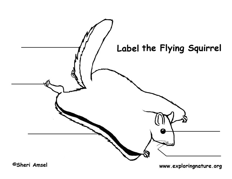 Squirrel (Flying) Labeling Page