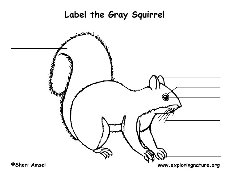 Squirrel (Gray) Labeling Page