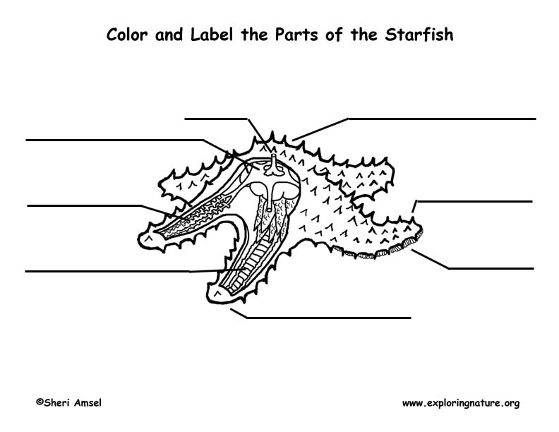 Starfish Anatomy Labeling Page