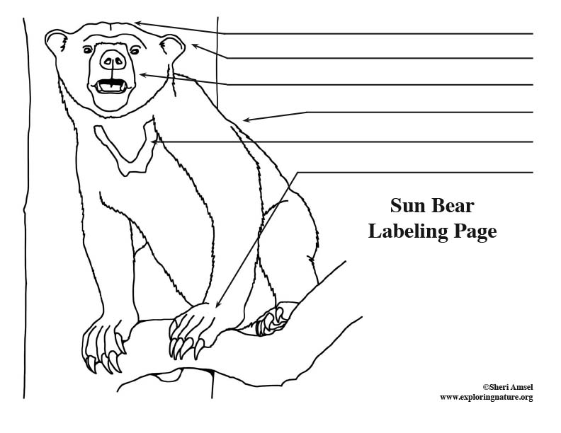 sun Bear Labeling Page