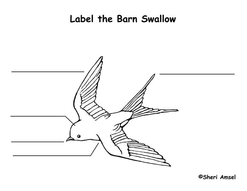 Swallow (Barn) Labeling Page