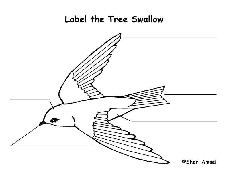 Swallow (Tree) Labeling Page