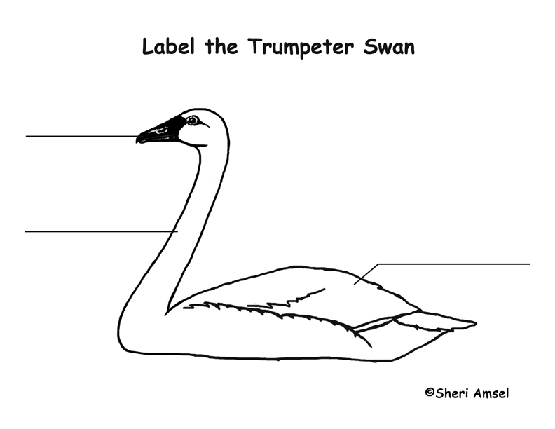Swan (Trumpet) Labeling Page