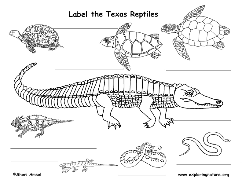 Texas Reptiles Labeling Page