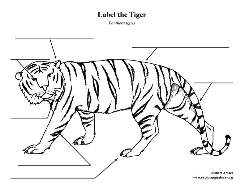 Tiger Labeling Page