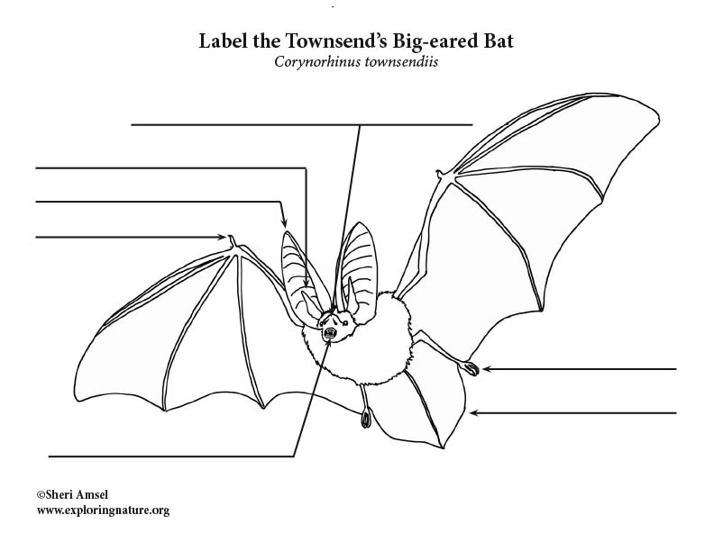 Townsend’s Big-eared bat labeling Page