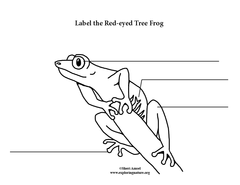 Frog (Red Eyed Tree) Labeling Page