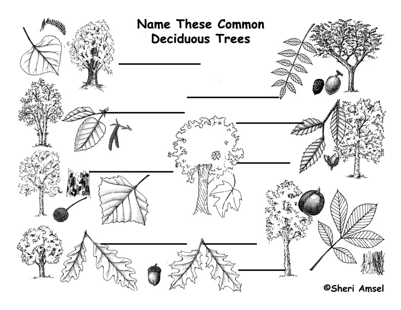 Leaf Shape Identification Chart