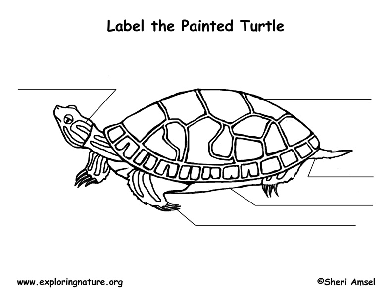 Label Parts Of A Sea Turtle