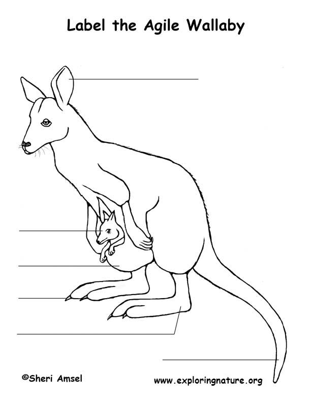 Wallaby Labeling Page
