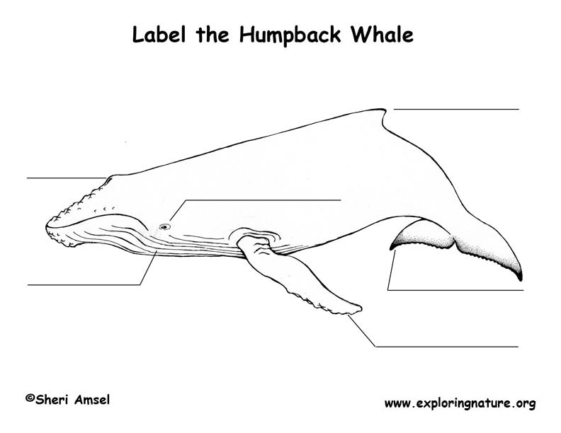 Whale humpback labeling page