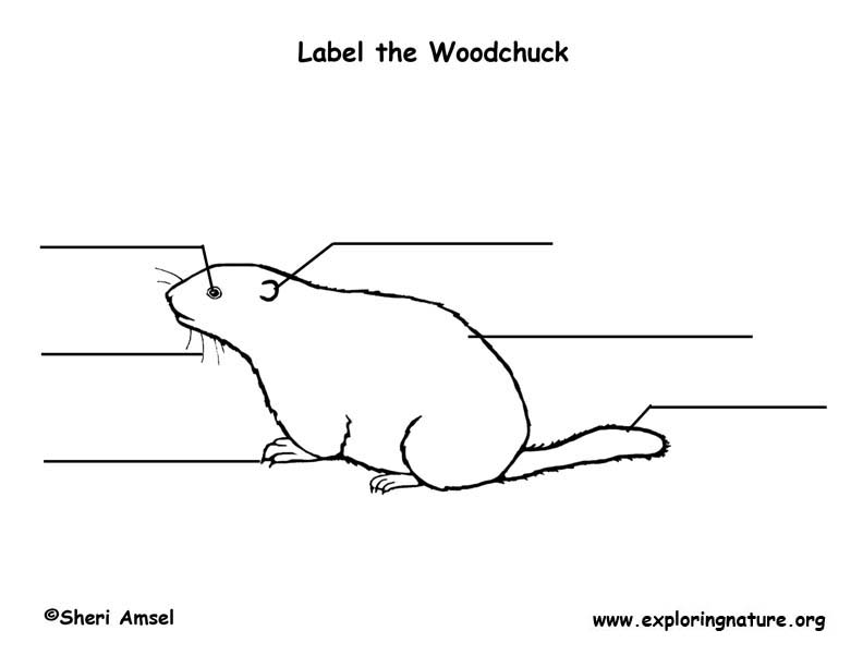 Woodchuck Labeling Page