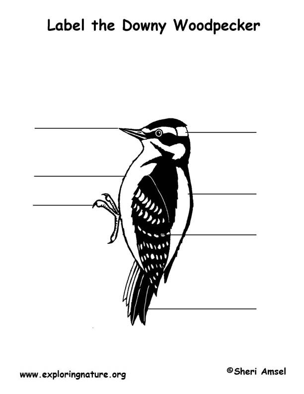 Woodpecker (Downy) Labeling Page
