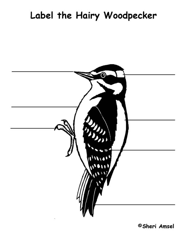 Woodpecker (Hairy) Labeling Page