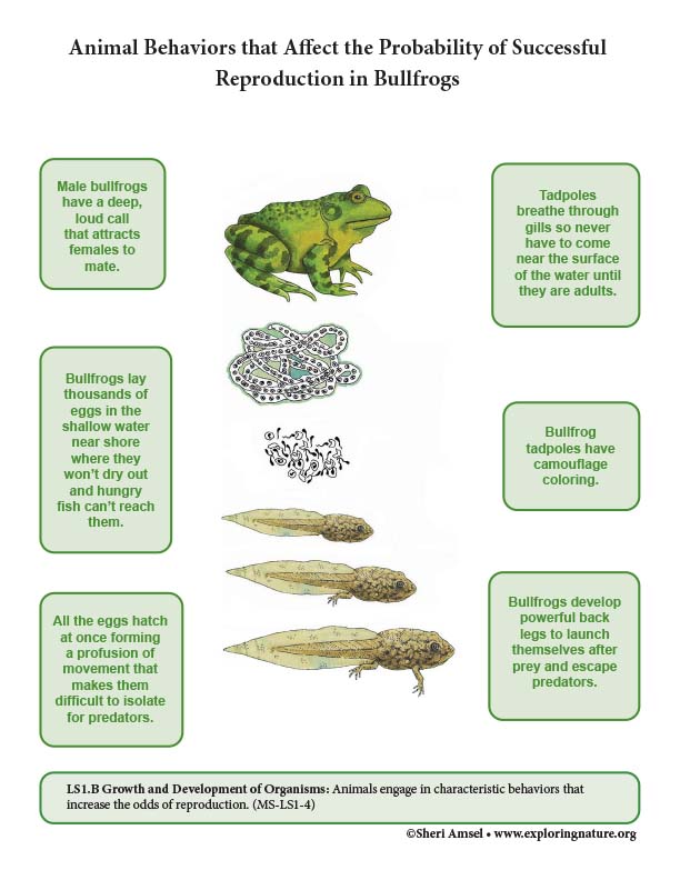 Animal Behaviors that Affect the Probability of Successful Reproduction in Bullfrogs (NGSS 6-8 Grade) Animal Behaviors that Affect the Probability of Successful Reproduction in Bullfrogs (NGSS 6-8 Grade)
