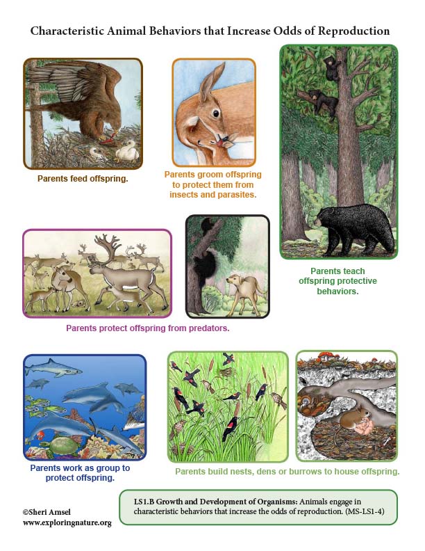 Characteristic Animal Behaviors that Increase Odds of Reproduction - Diagram