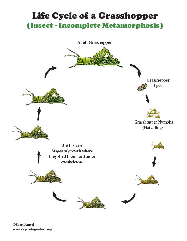 Grasshopper Life Cycle (Incomplete Metamorphosis)