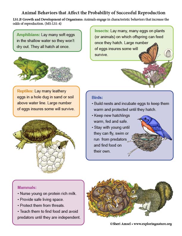 Growth and Development of Organisms - Reproductive Behaviors (NGSS 6-8 Grade) Growth and Development of Organisms - Reproductive Behaviors (NGSS 6-8 Grade)