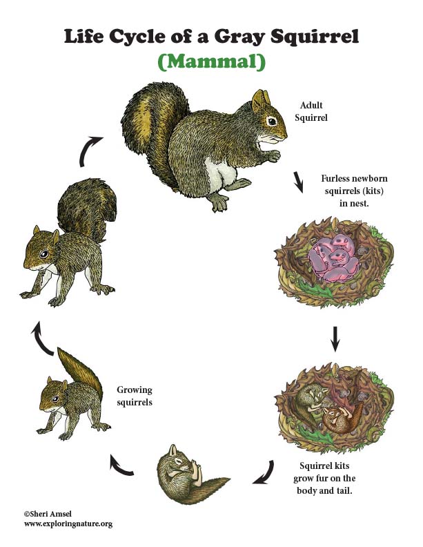 Squirrel Life Cycle Mini Poster squirrel-life-cycle-mini-poster