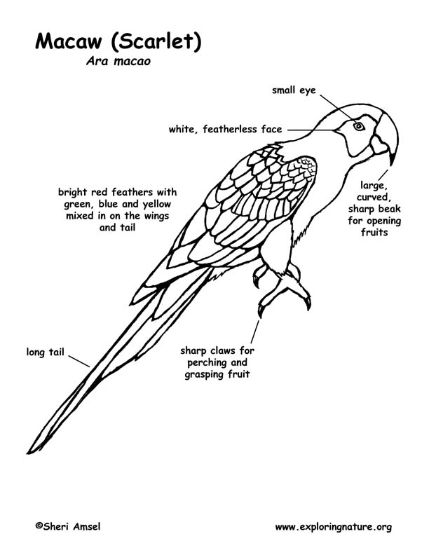 Download Scarlet Macaw Labeling Page