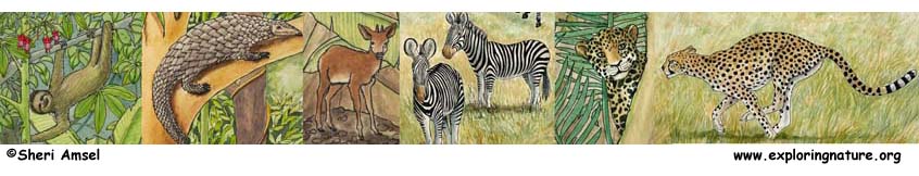 Mammals