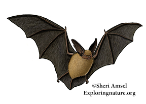 Bat (Western Long-eared Myotis) 